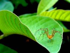 Oxyopes shweta