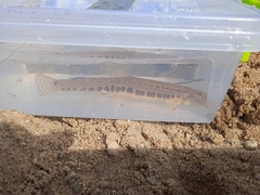 Cobitis taenia