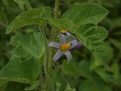 Solanum palinacanthum