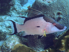 Lachnolaimus maximus