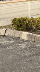 Leiocephalus carinatus