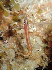 Lucayablennius zingaro