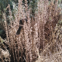 Lobelia fenestralis