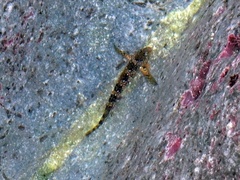 Coryphoblennius galerita