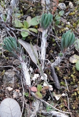 Petrosedum amplexicaule