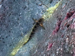Coryphoblennius galerita