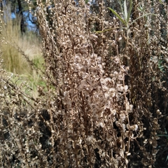 Lobelia fenestralis