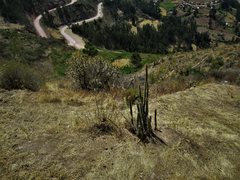 Corryocactus erectus