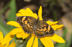 Chlosyne nycteis drusius