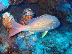 Lutjanus synagris