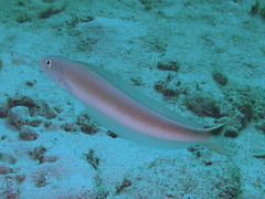 Malacanthus plumieri