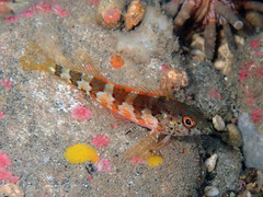 Malacoctenus triangulatus