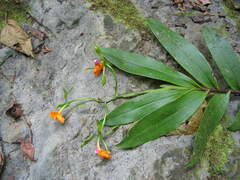 Epidendrum pseudepidendrum image