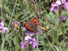 Vanessa vulcania