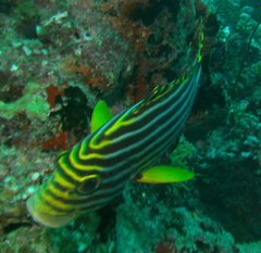 Plectorhinchus vittatus