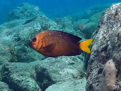 Microspathodon chrysurus