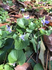 Viola floridana