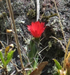 Corryocactus erectus