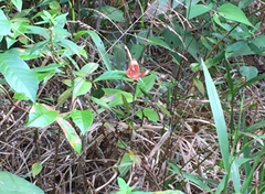 Abisara saturata kausambioides