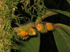 Columnea florida