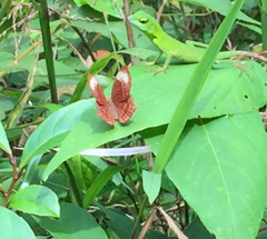 Abisara saturata kausambioides