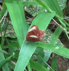 Abisara saturata kausambioides