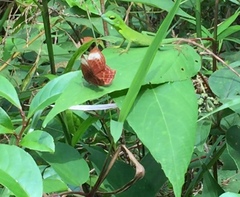 Abisara saturata kausambioides