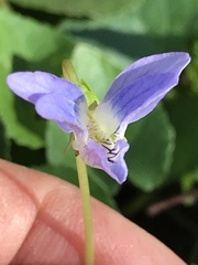 Viola floridana