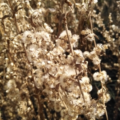 Lobelia fenestralis