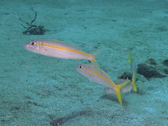Mulloidichthys martinicus