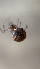Theridiosoma