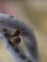 Theridiosoma