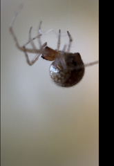 Theridiosoma