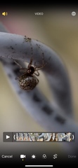 Theridiosoma