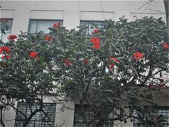 Magnoliopsida