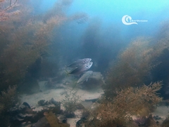 Trachurus