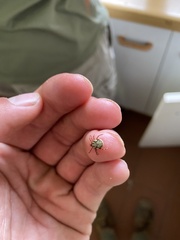 Amblyomma hebraeum