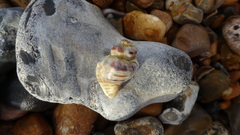 Buccinidae