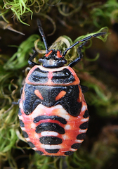 Eurydema