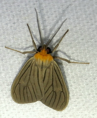 Opharus rudis