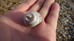 Calliostoma zizyphinum