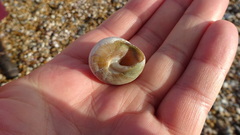 Calliostoma zizyphinum