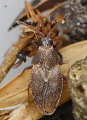 Oncochila simplex