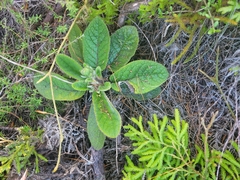 Brachyglottis lagopus
