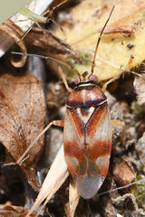 Orthops montanus
