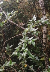 Aphrastura spinicauda spinicauda