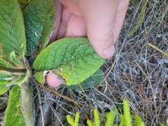 Brachyglottis lagopus