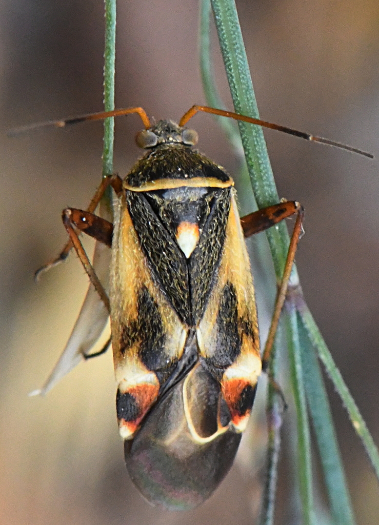 Polymerus unifasciatus/lammesi complex