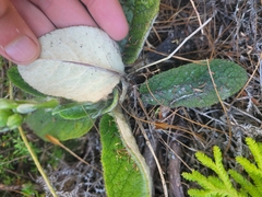 Brachyglottis lagopus