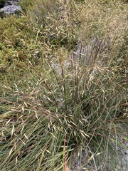 Chionochloa